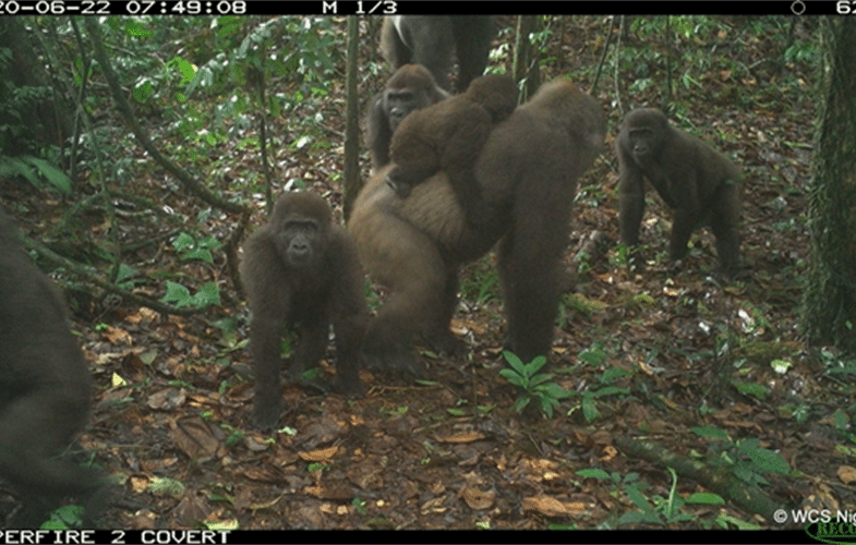 Macacos RARÍSSIMOS Surpreendem em Imagens CHOCANTES!