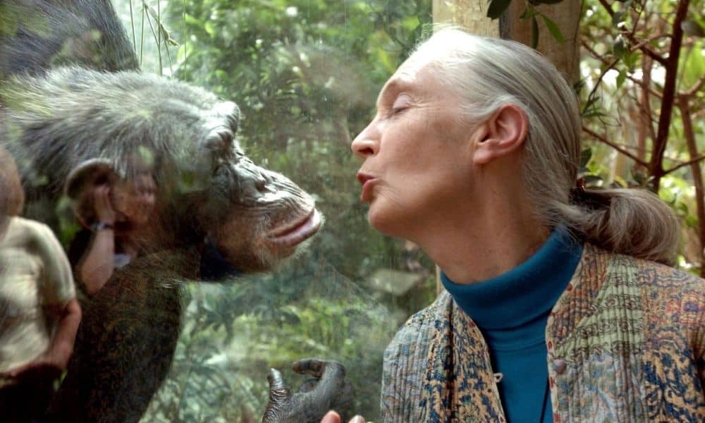ÓRFÃOS NA SELVA! Morre a mãe dos chimpanzés e o mundo chora.