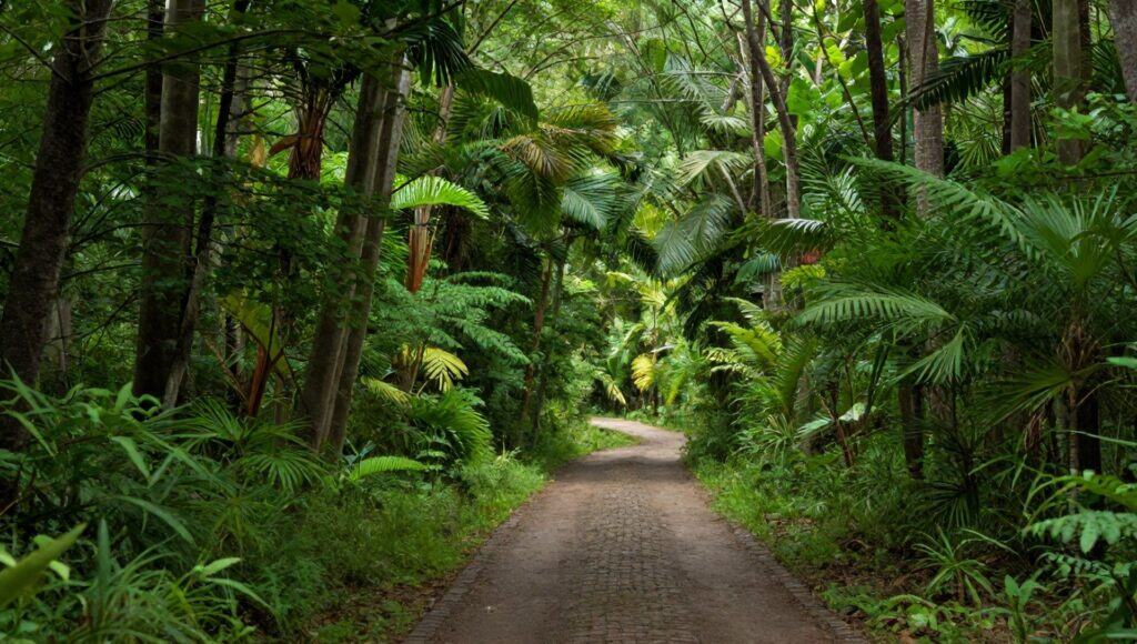 O que são corredores verdes e por que eles são vitais para o planeta?